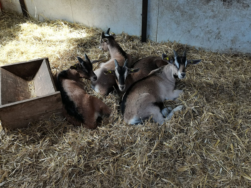 La Ferme de Rachou - Nos fromages de chèvre